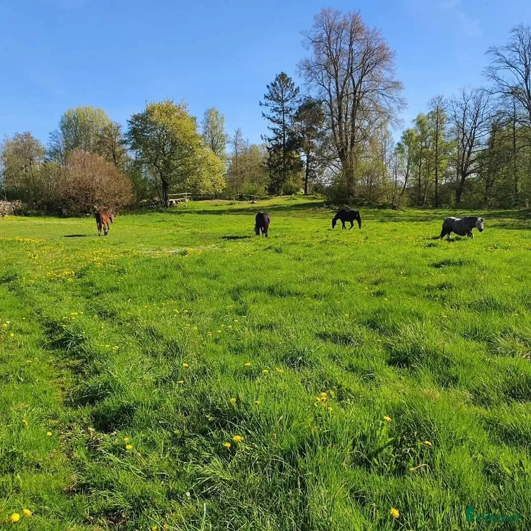  stallplats finnes: Ledig plats i Trekanten - Annons 4