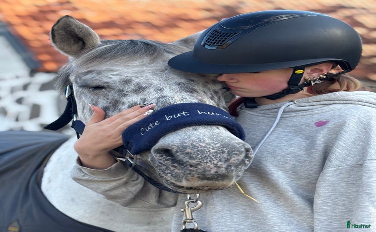  medryttarhäst sökes i Kristianstad - Annons 17