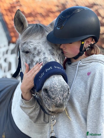 medryttarhäst sökes i Kristianstad - Annons 17