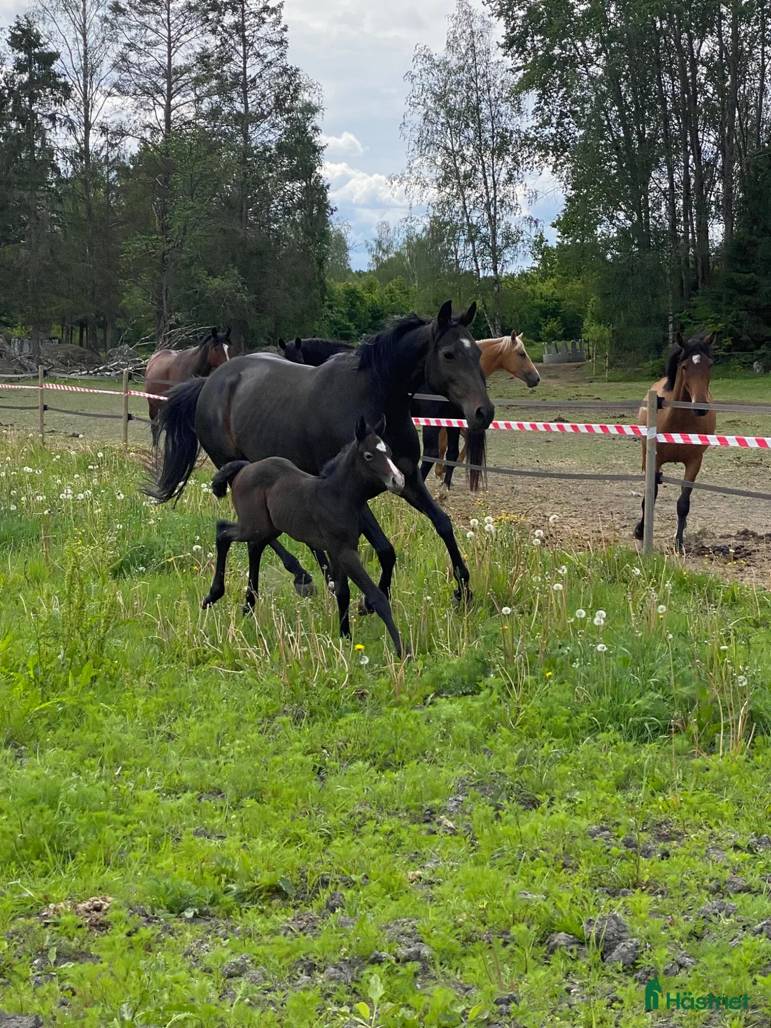 Sällskap hästar till salu: Utlånas  i Bergshamra - Annons 1