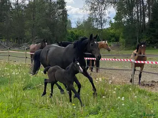 hästar Utlånas - Annons 2