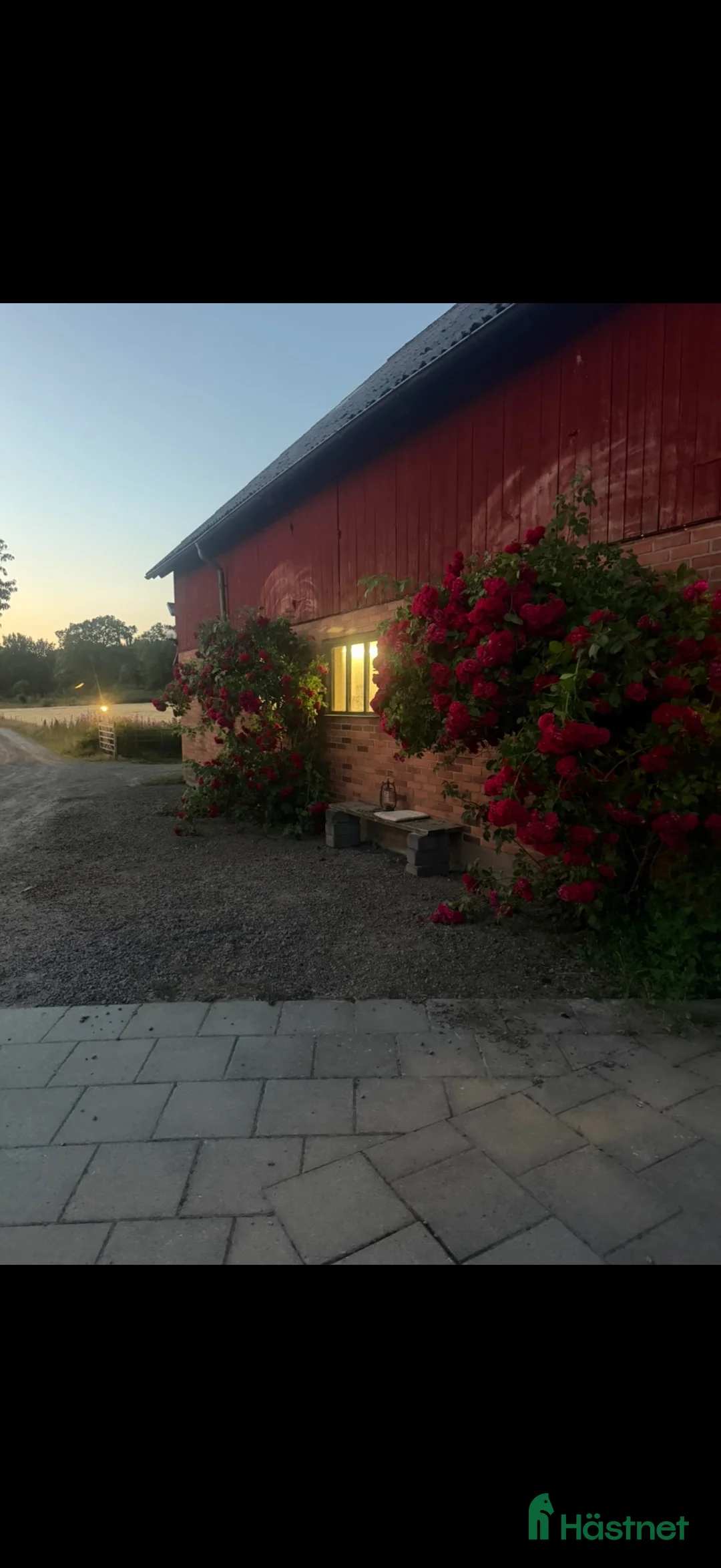 Allround hästar sökes: Söker stor häst 165-175 cm  - Annons 1