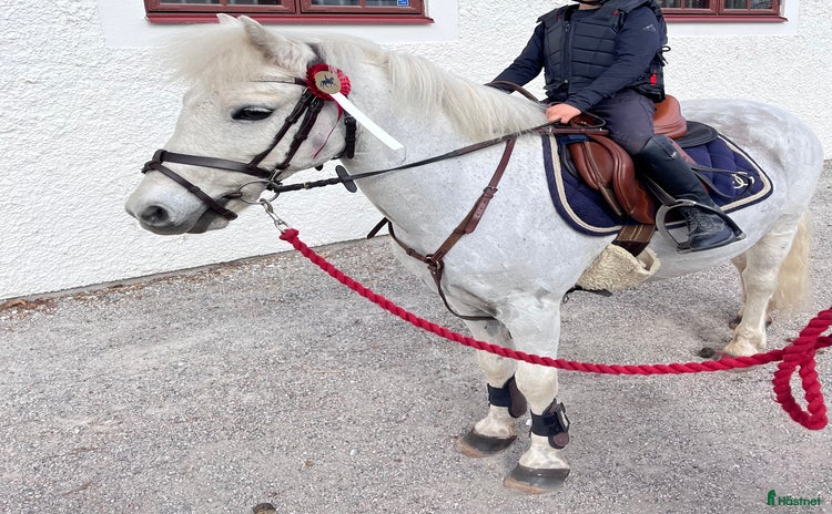  hästar i Fjugesta - Annons 16