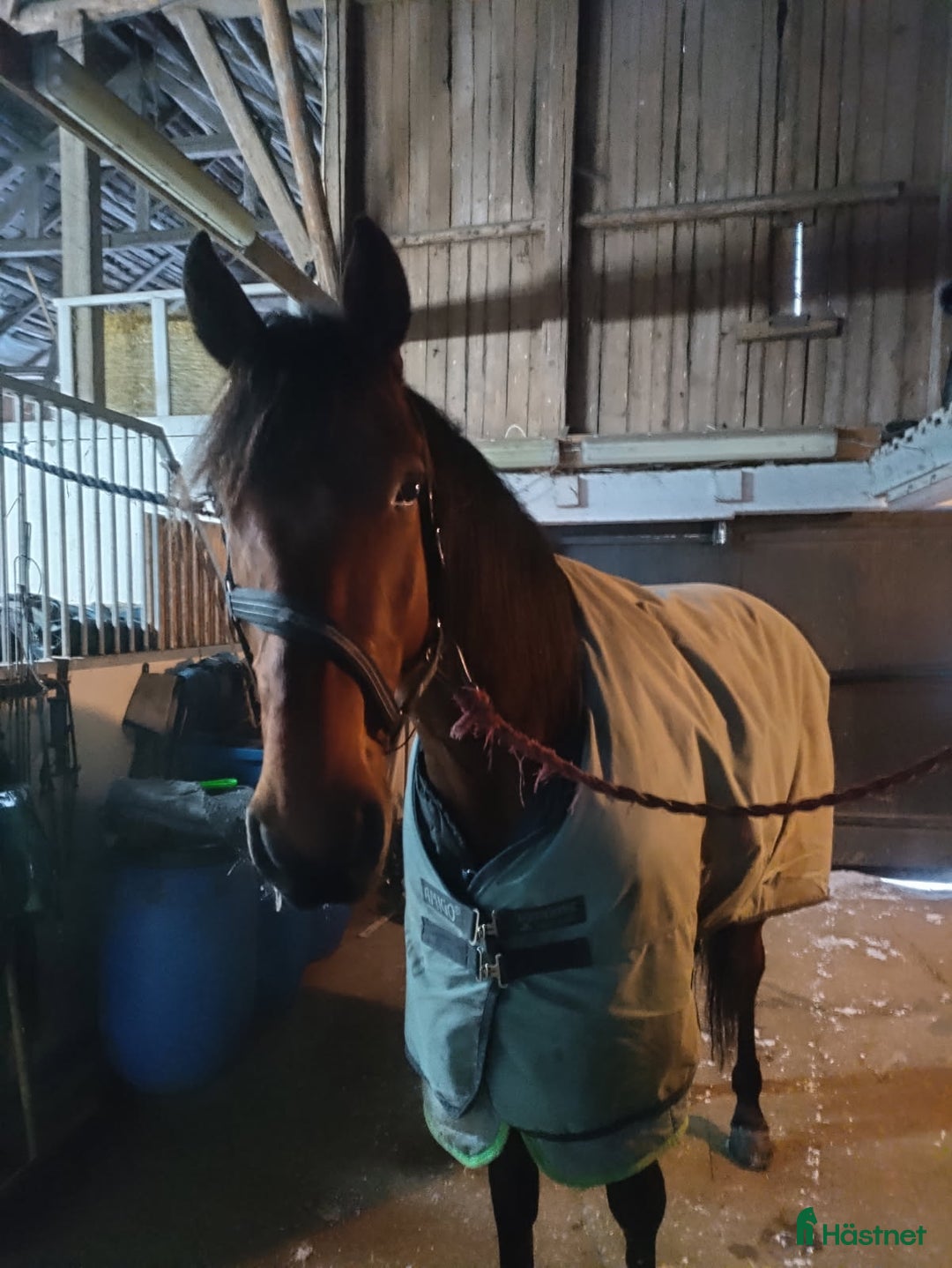 Trav hästar till salu: Säljes som ridhäst i Väddö - Annons 3