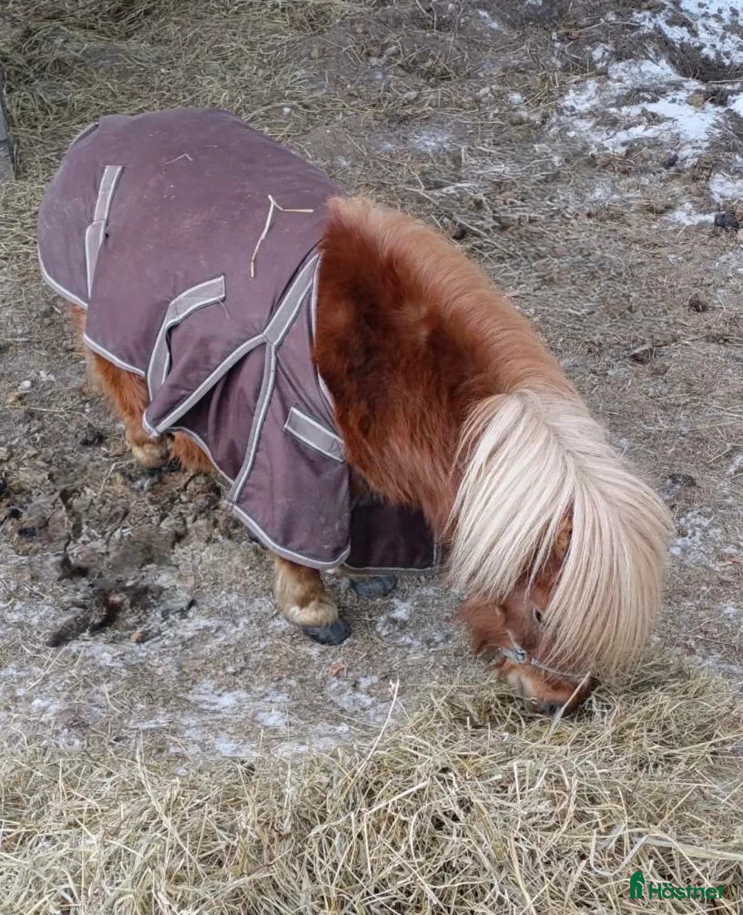 Avelshästar hästar till salu: Shettis! - Annons 2