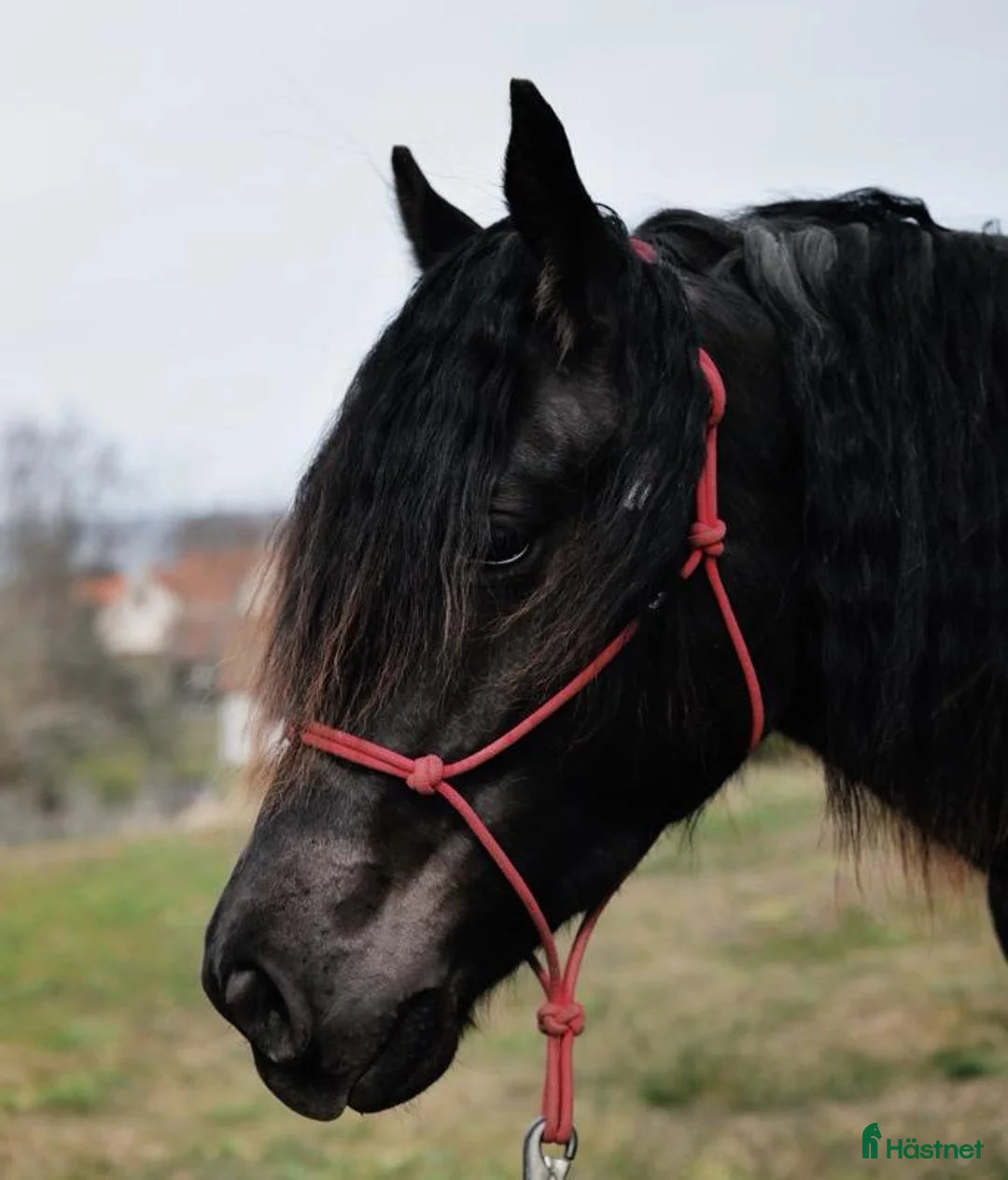 Allround hästar till salu: Välutvecklat och rejält sto - Annons 3