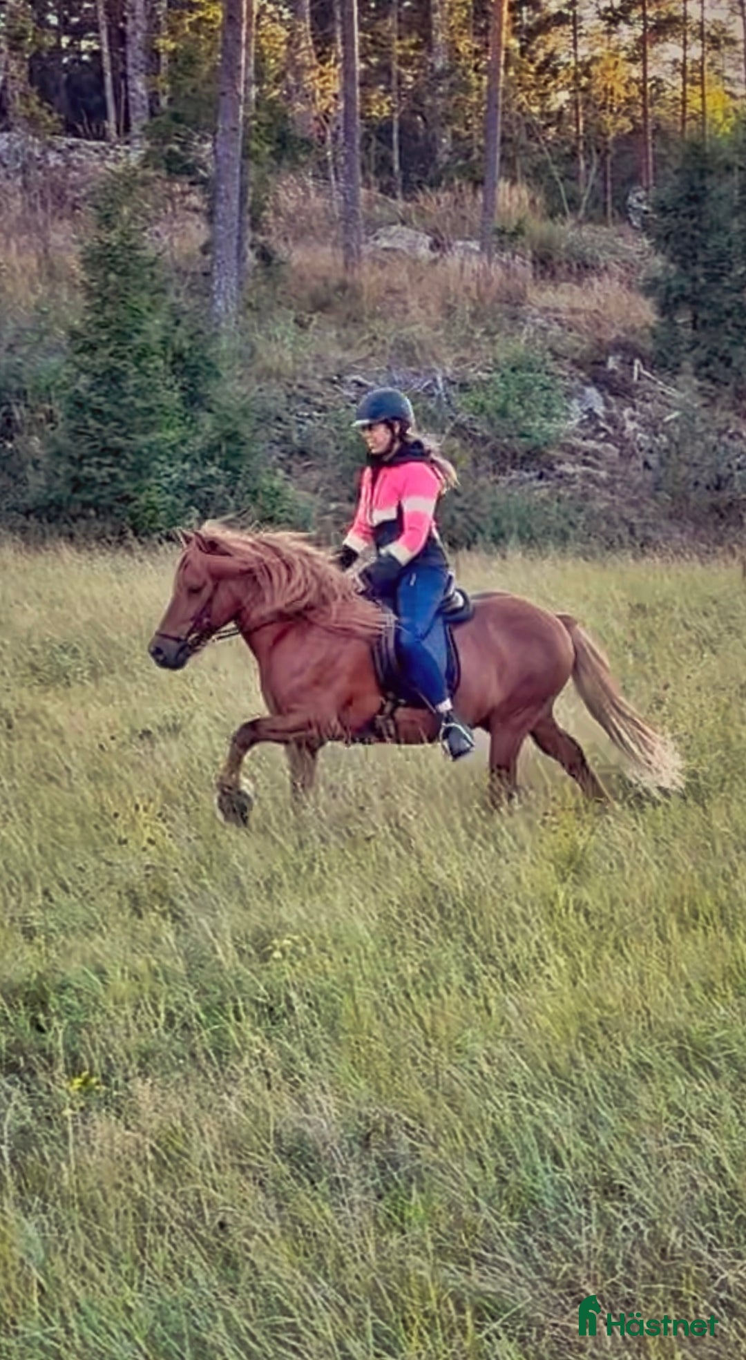 Allround hästar till salu: Världens snällaste islänning 12 år i Söderköping - Annons 6