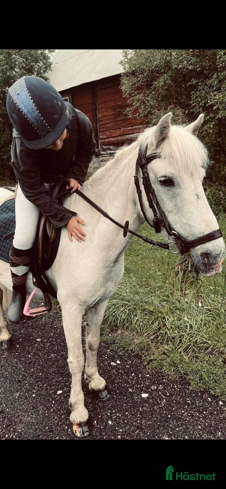  hästar Vår underbar Älva letar nu nytt hem🌟 - Annons 2