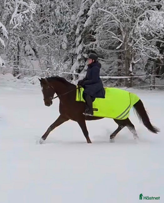  hästar Dressyrhäst för framtiden! - Annons 1