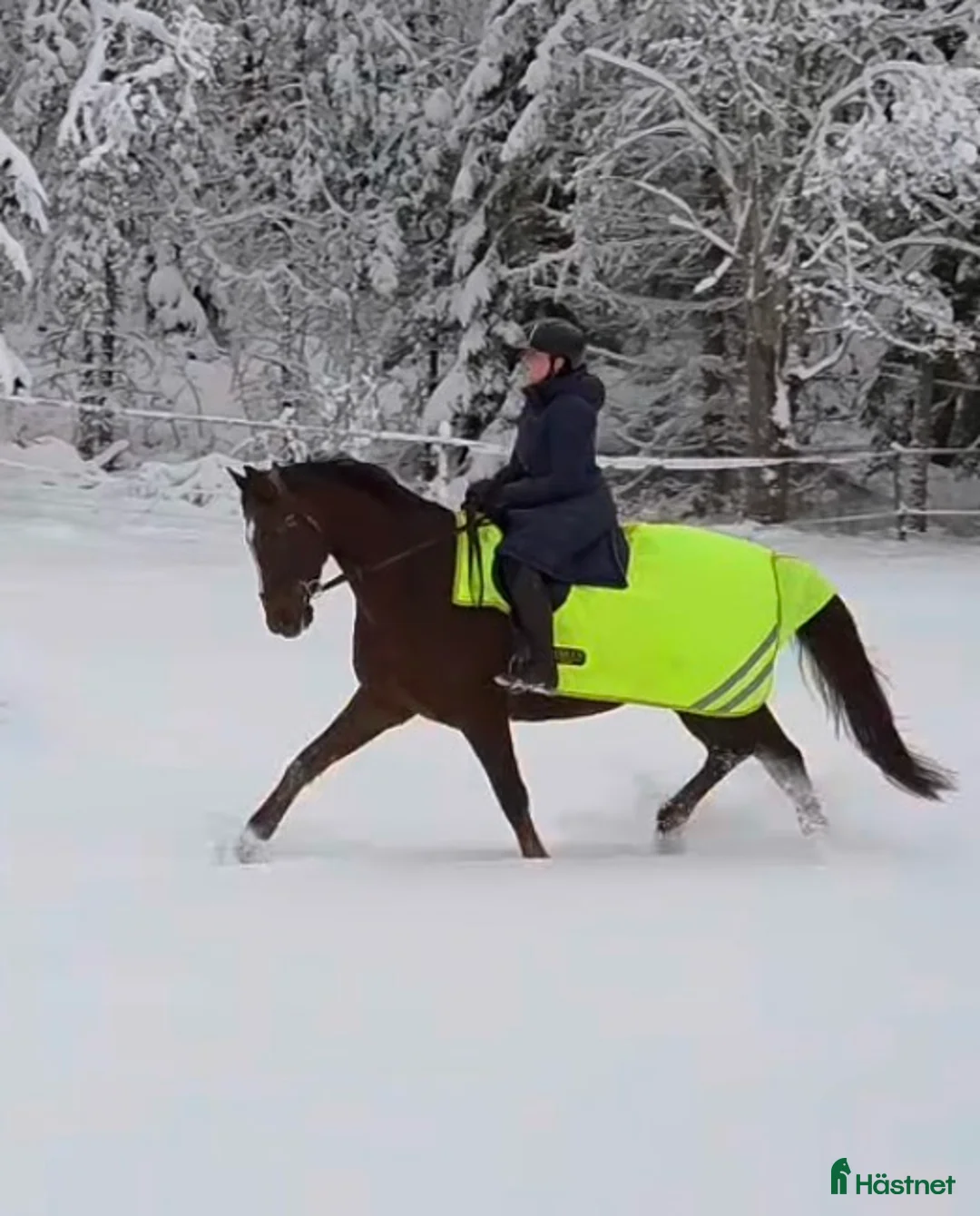 Dressyr hästar till salu: Dressyrhäst för framtiden! - Annons 1
