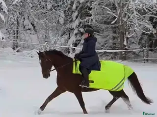 hästar Dressyrhäst för framtiden! - Annons 1