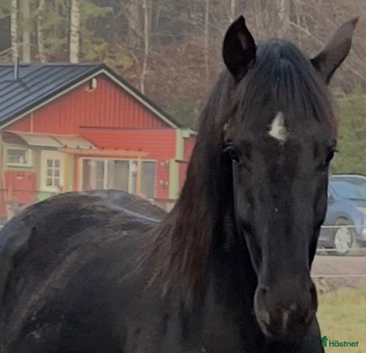  hästar Svart sto svårklassmöderne - Annons 14