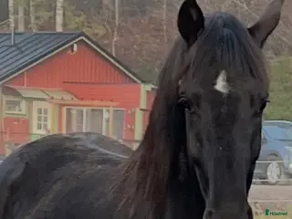 hästar Svart sto svårklassmöderne - Annons 11