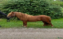 Övrigt hästar till salu: Minishetlandhingst  i Falköping - Annons 2