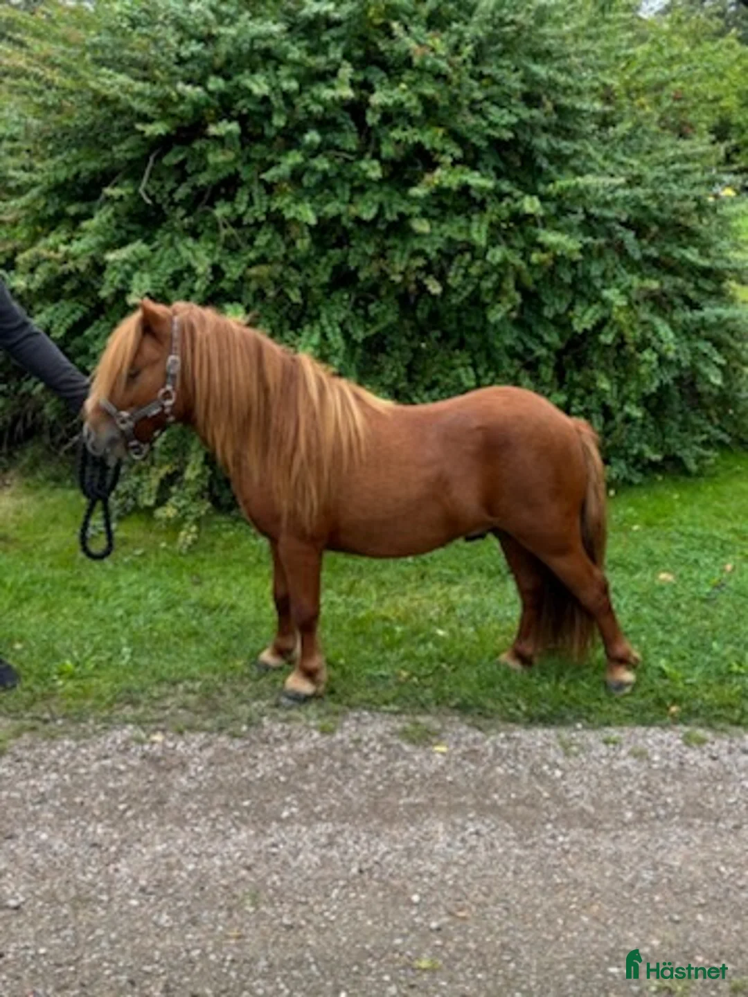 Övrigt hästar till salu: Minishetlandhingst  - Annons 2