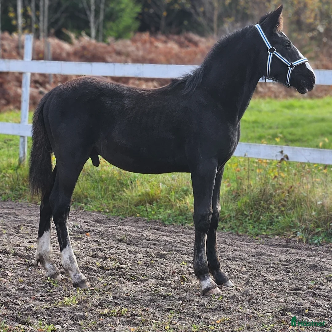 Allround hästar till salu: Snällaste grabben irishcob/vbl - Annons 1