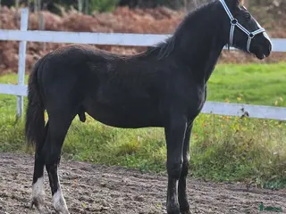 hästar Snällaste grabben irishcob/vbl - Annons 11