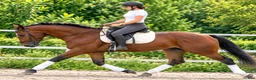 Allround hästar till salu: Top Silesian Model-movement and quality  - Annons 10