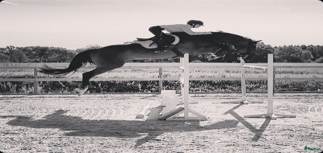 Galleribild {{count}}