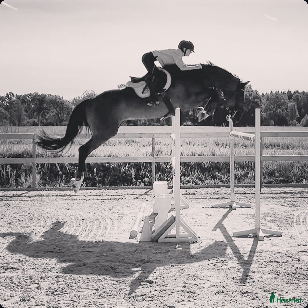 Galleribild {{count}}