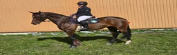 Allround hästar till salu: Snyggt sportigt sto till rutinerad ryttare - Annons 2