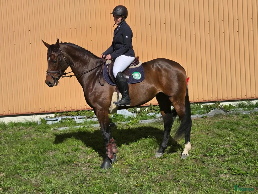Allround hästar till salu: Snyggt sportigt sto till rutinerad ryttare - Annons 2