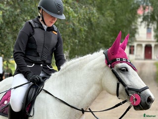 hästar En bästa kompis i Sangis - Annons 20