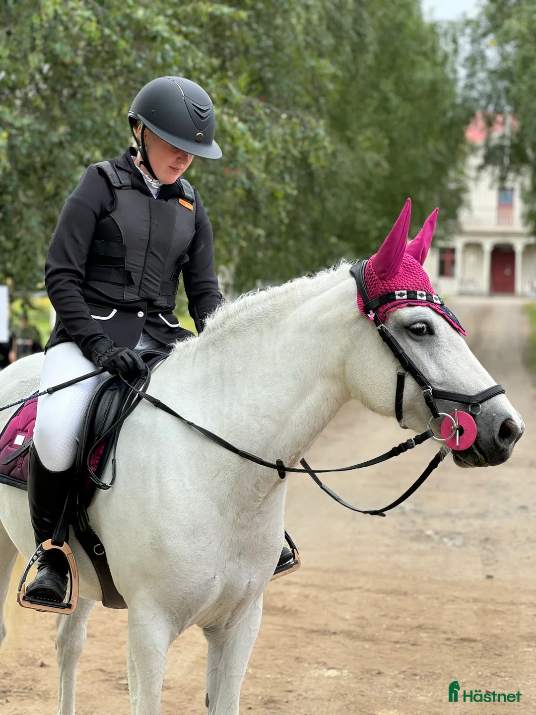 Allround hästar till salu: En bästa kompis  i Sangis - Annons 1