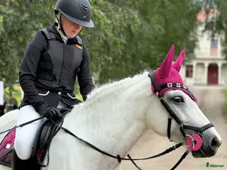 hästar En bästa kompis i Sangis - Annons 19