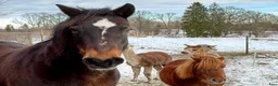 Övrigt hästar till salu: Fint Connemara sto i Mariannelund - Annons 3