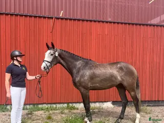 Hoppning hästar till salu: Fin hopphäst till förmånligt pris - Annons 1