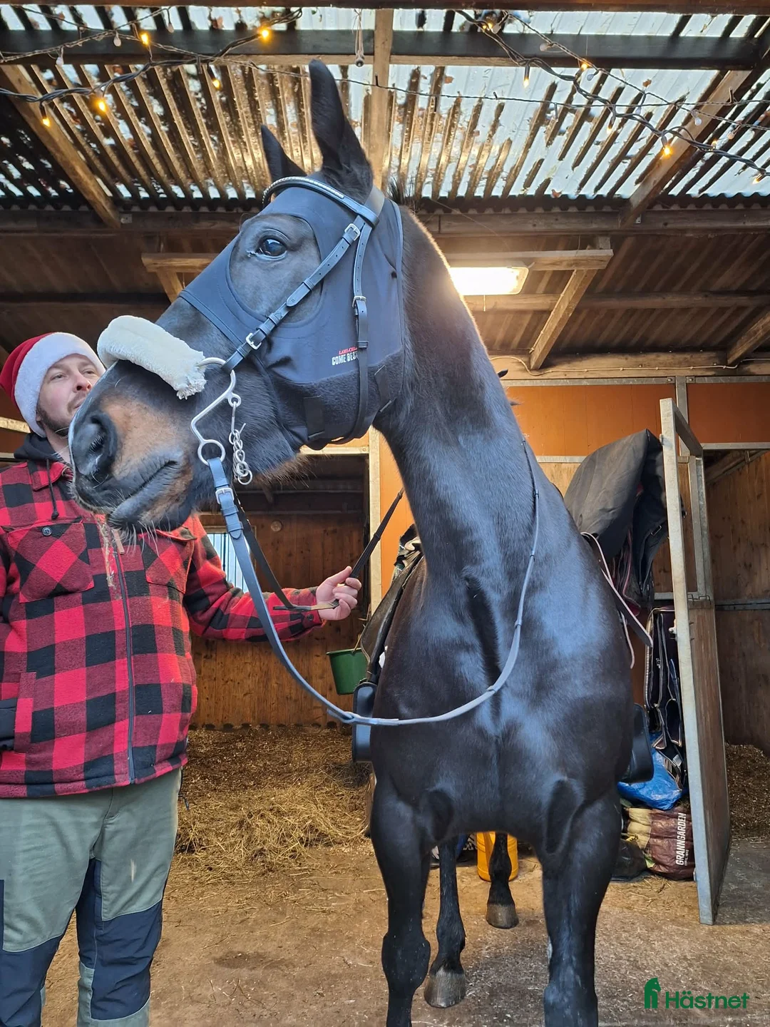 Allround hästar till salu: Världens finaste häst - Annons 1