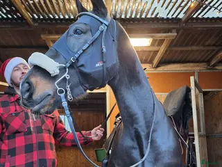 hästar Världens finaste häst - Annons 3