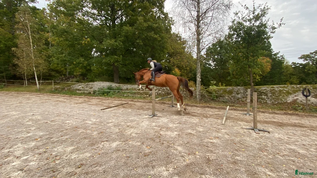 Allround hästar sökes: Söker allround häst - Annons 2
