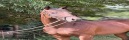 Allround hästar till salu: Vallak med løvehjerte - spring/jagt/military/dista - Annons 1
