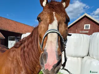 hästar Ridhäst eller trav - Annons 1