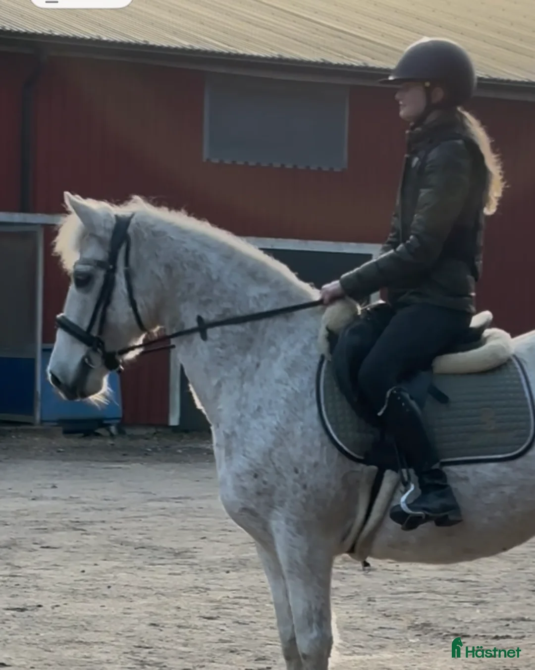 Allround hästar till salu: Sagoponny - Annons 1