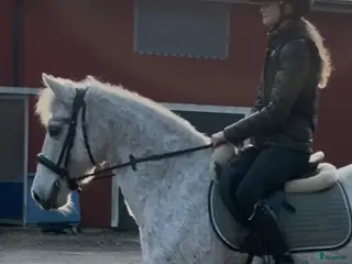 hästar Sagoponny - Annons 4