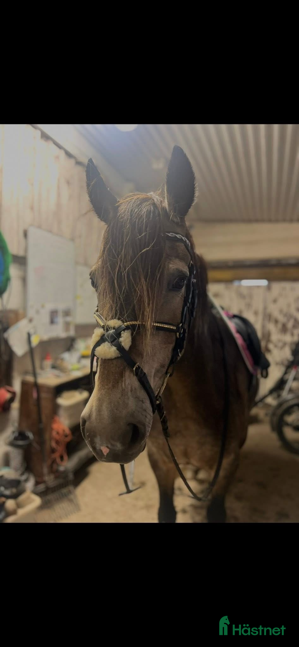  hästar Fin mor och dotter häst!  i Bjästa - Annons 3