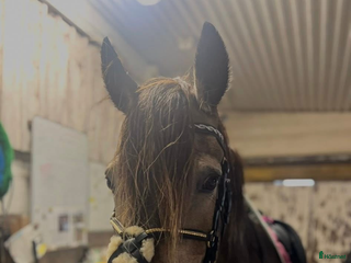 hästar Fin mor och dotter häst! i Bjästa - Annons 1