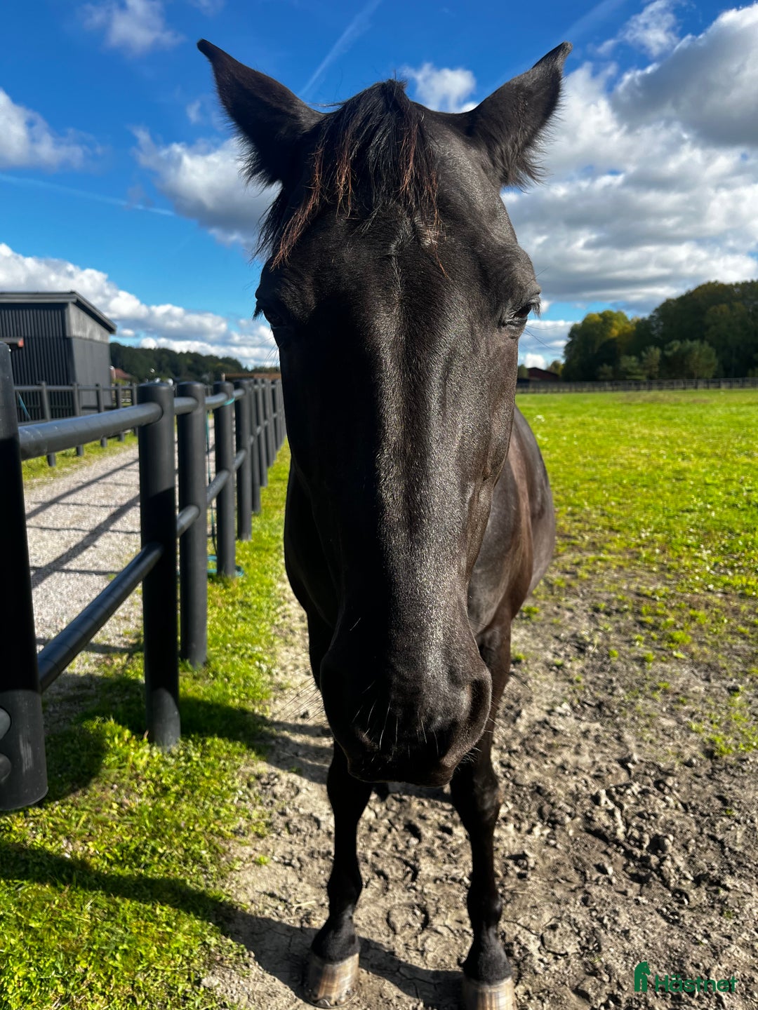  medryttarhäst finnes: Betalande medryttare/delfodervärd sökes i Bålsta - Annons 4