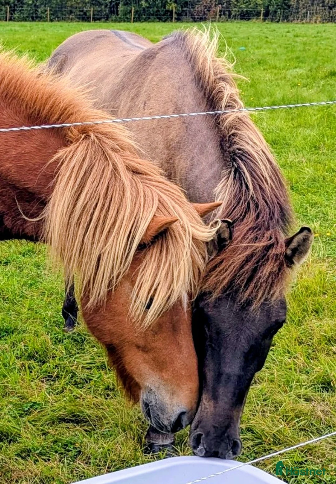 Island hästar till salu: Talang med guldkantad stam Isidor från Knutshyttan - Annons 6