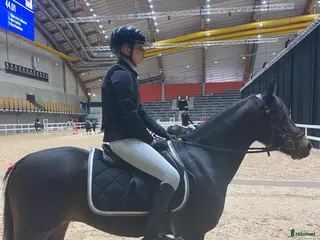 hästar Sportig C-ponny - Annons 12