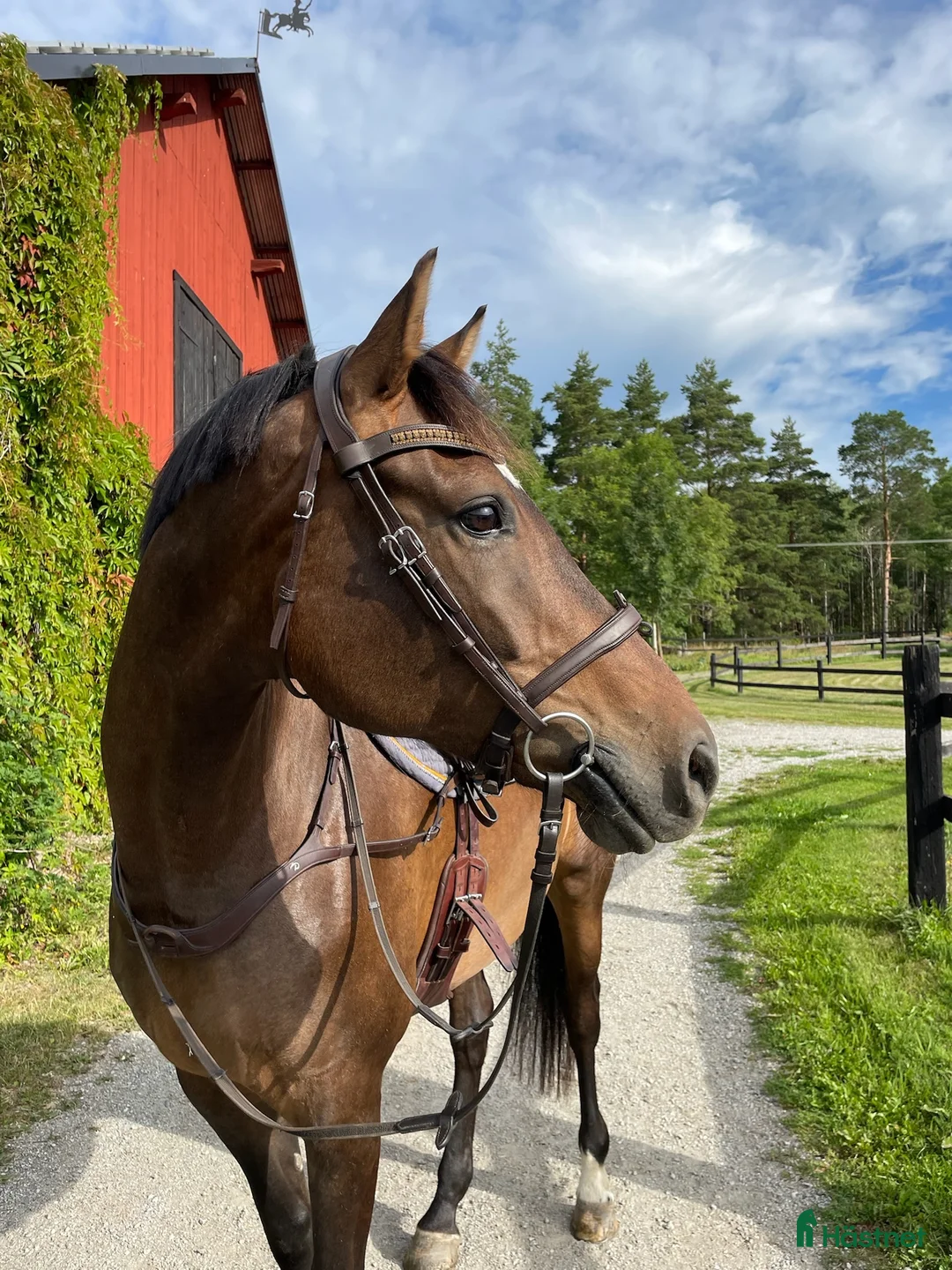 Hoppning hästar till salu: Härligt välhoppande sto - perfekt för children🌸 - Annons 2