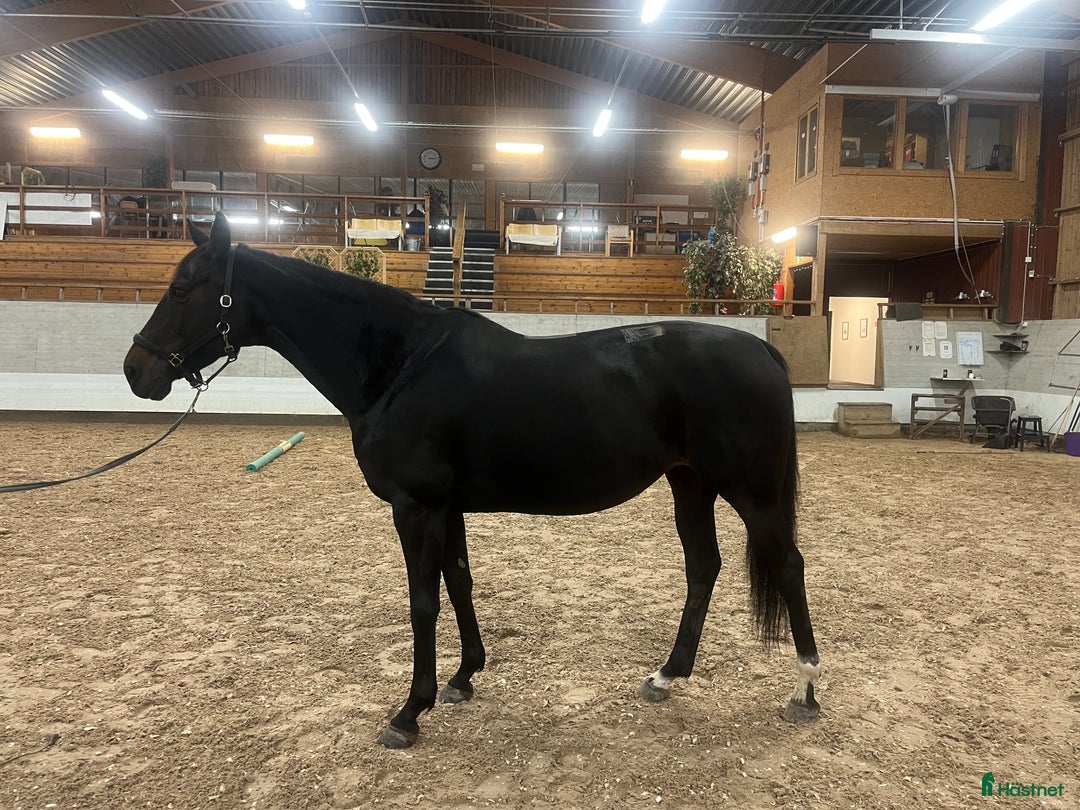 Avelshästar hästar till salu: Avel/Sällskap/Promenad/Rehab i Fagersta - Annons 2