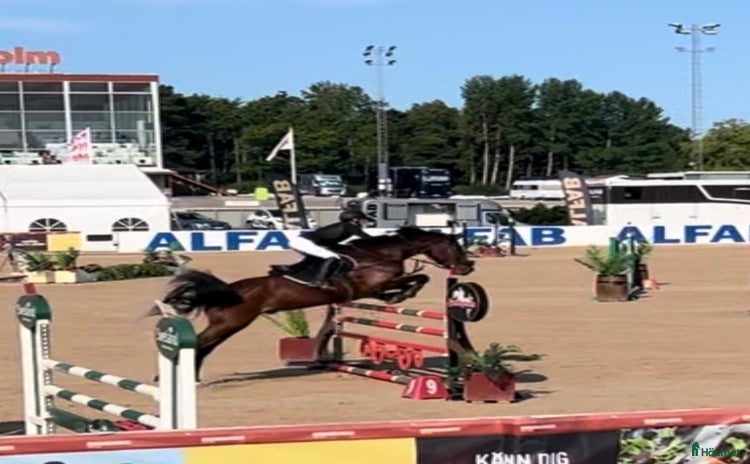  hästar 140 häst med stor kap säljes el bytes  i Månkarbo - Annons 15