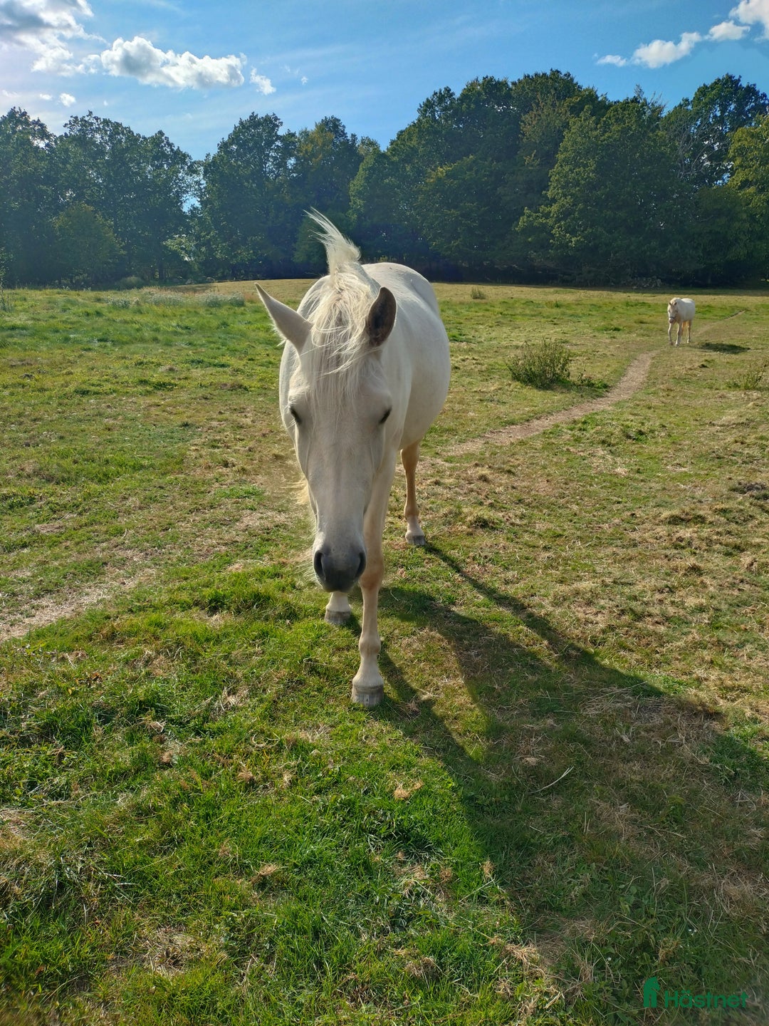 Allround hästar till salu: Islandskorsnings sto  i Sankt OLOF - Annons 2