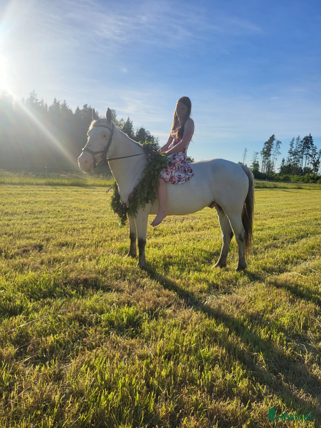 Allround hästar till salu: Vår fina Milou letar ny bästa kompis i Nyköping - Annons 4