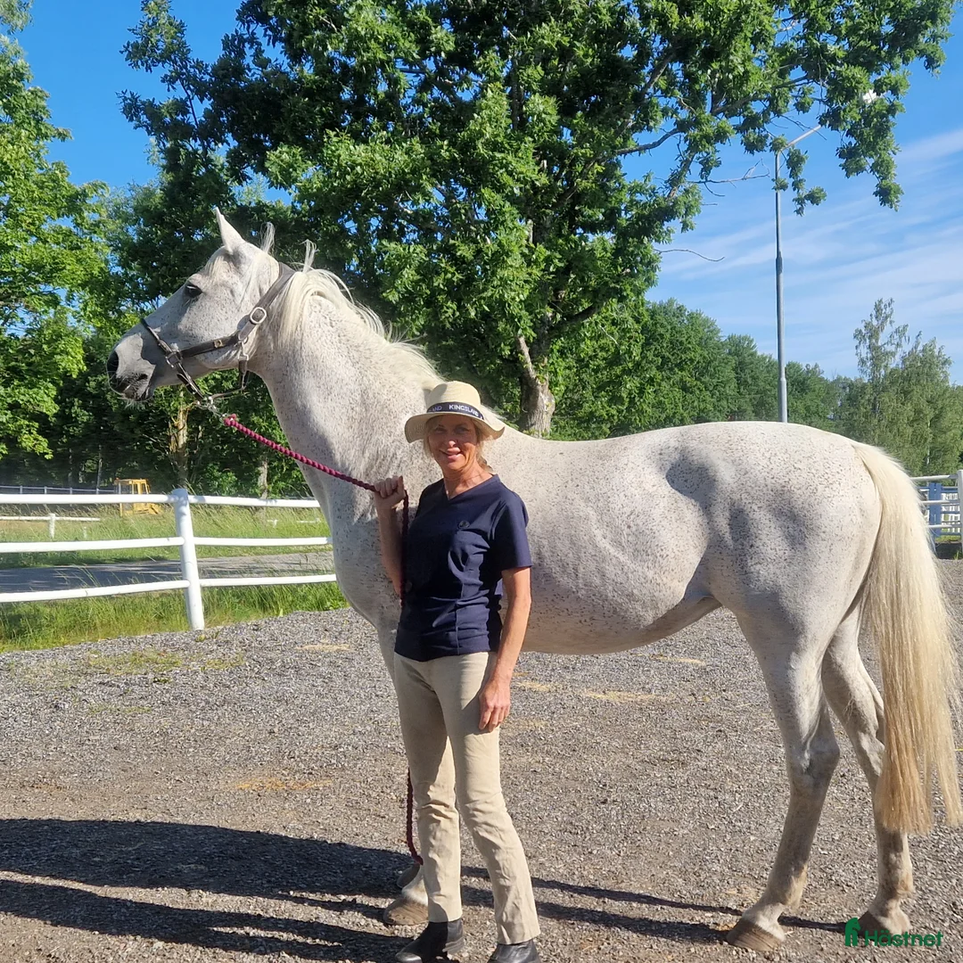 Allround hästar till salu: Hopphäst varit i avel nu i form igen i Rönneshytta - Annons 2