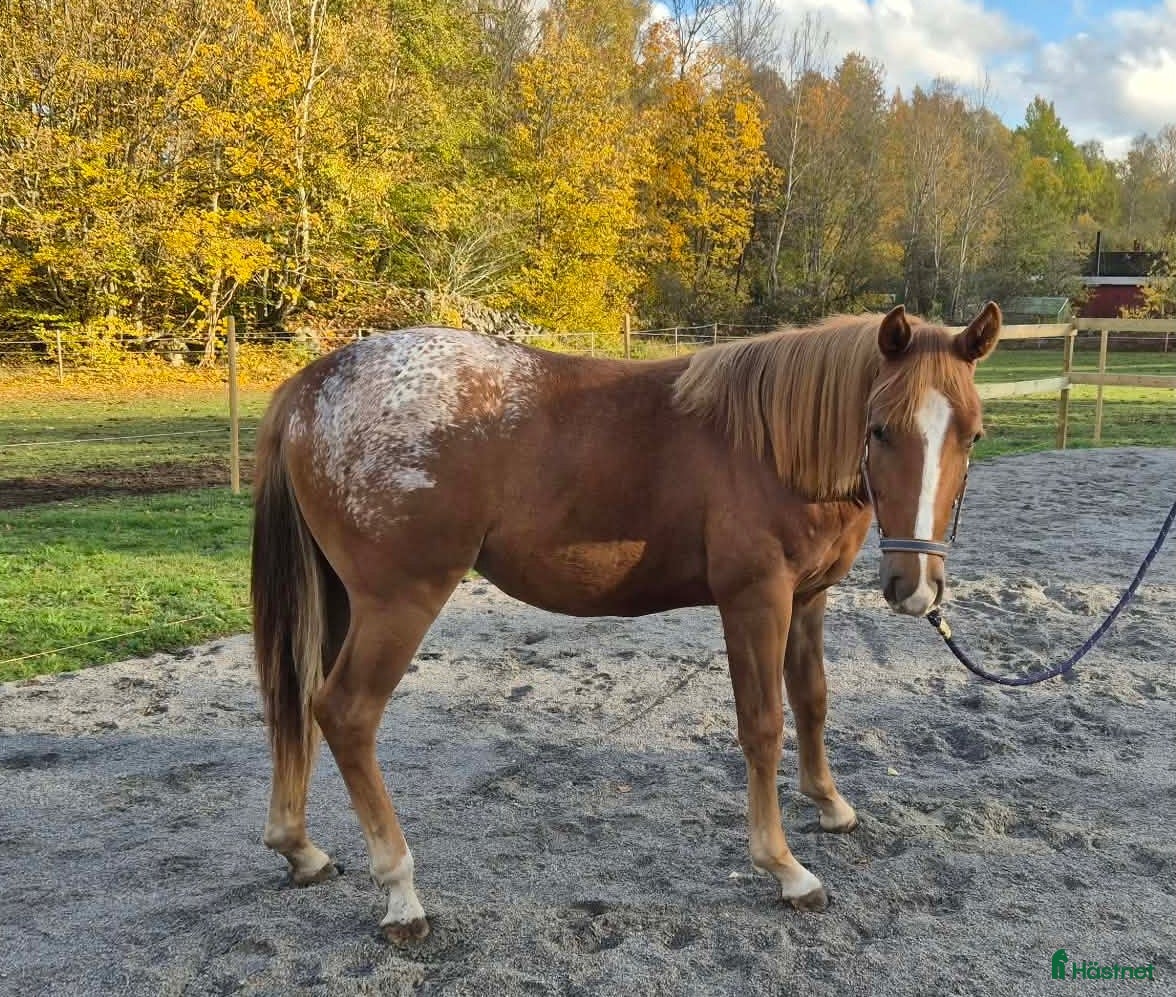  hästar till salu: Charmig Appaloosa-valack - Annons 2